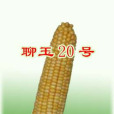 聊玉22號 聊玉22號