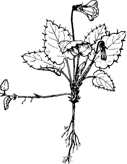 小尖堇菜 小尖堇菜