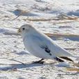 麥氏雪鵐 麥氏雪鵐