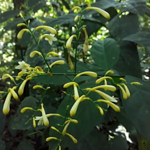 Odontonema hondurense