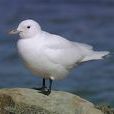 白鷗(鷗科鳥類) 白鷗(鷗科鳥類)