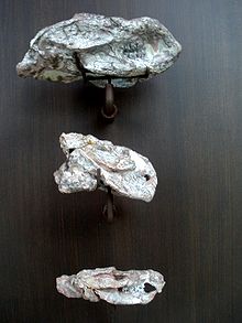 卡岩塔獸的頭顱骨