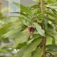 南粵馬兜鈴(植物) 南粵馬兜鈴(植物)