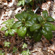 光柱杜鵑(高山杜鵑亞組植物)