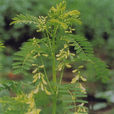 扁莖黃芪