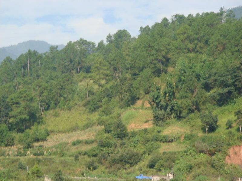 平寨皮坡村-生態林
