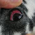 犬結膜炎 犬結膜炎