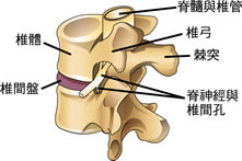 椎間孔示意圖