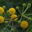 金合歡(豆科植物)