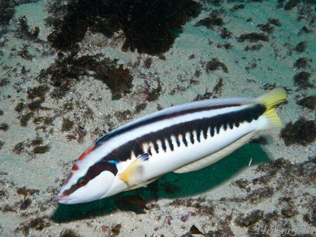 縱帶盔魚 縱帶盔魚