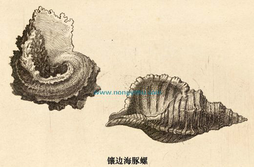 鑲邊海豚螺