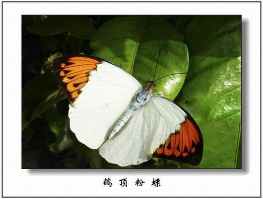 鶴頂粉蝶