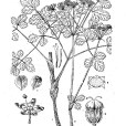 西藏茴芹 西藏茴芹