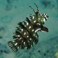 角龍魚 角龍魚