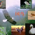國鳥 國鳥