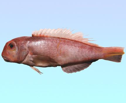 日本方頭魚