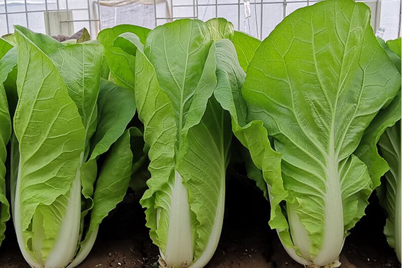 華光快菜 華光快菜