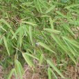 細枝箭竹 細枝箭竹