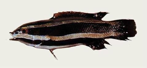 胸斑褶唇魚