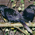 黑色吸蜜鸚鵡(黑猩猩鸚鵡)