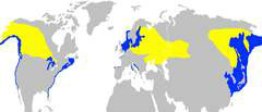 繁殖區域（黃色），冬棲區域（藍色）