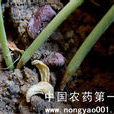 菜豆猝倒病 菜豆猝倒病