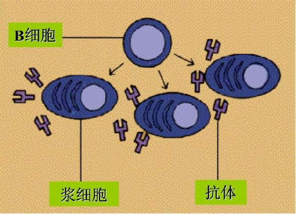 細胞表面抗原