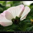 裸花蜀葵 裸花蜀葵