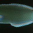 錦魚屬 錦魚屬