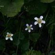 中國梅花草 中國梅花草