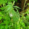 麗江毛鱗菊 麗江毛鱗菊