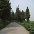 華欣村 華欣村