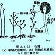 孢囊孢子 孢囊孢子