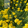 小黃菊(美麗匹菊) 小黃菊(美麗匹菊)