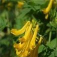 雙斑黃堇 雙斑黃堇