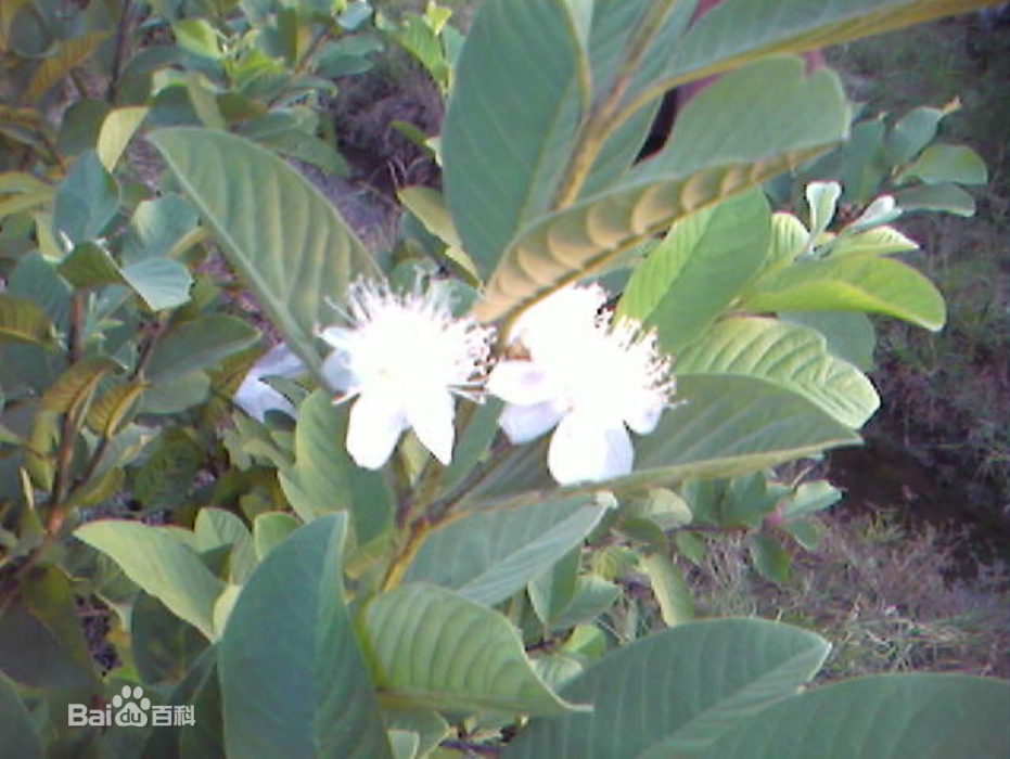 木子花 木子花