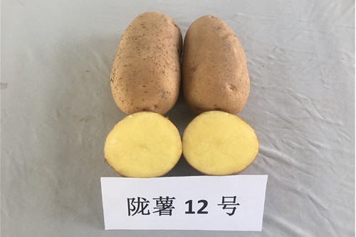 隴薯12號 隴薯12號