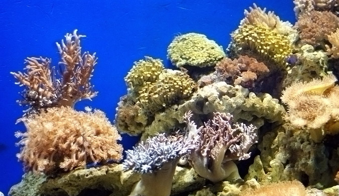 聖亞珊瑚館