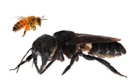 華萊士巨蜂