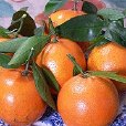 台灣石柑 台灣石柑