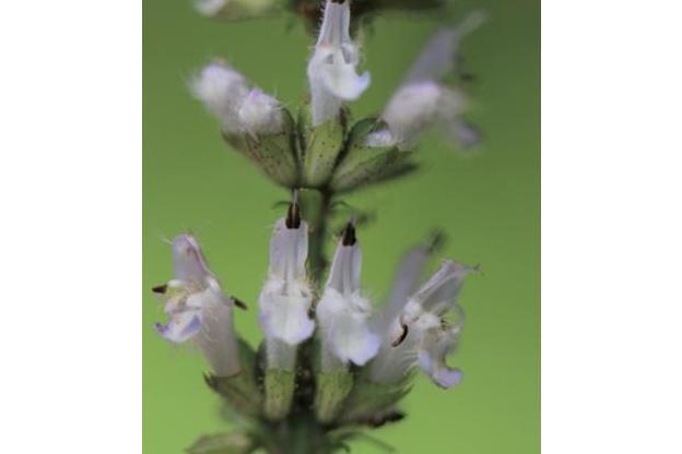 Ajuga reptans \x27Arctic Fox\x27 Ajuga reptans \x27Arctic Fox\x27