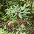 硃砂根(紫金牛科紫金牛屬植物)