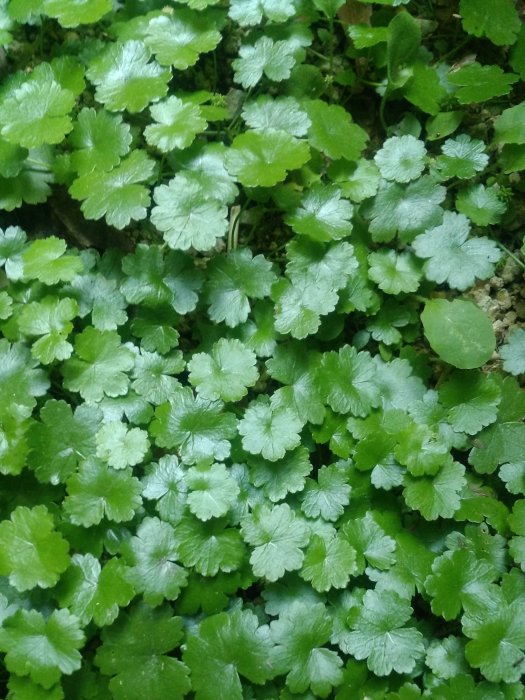 江西金錢草(中藥材) 江西金錢草(中藥材)