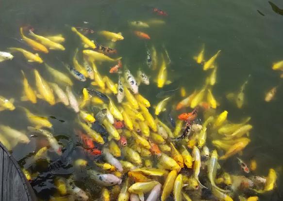 錦鯉的食性 錦鯉的食性
