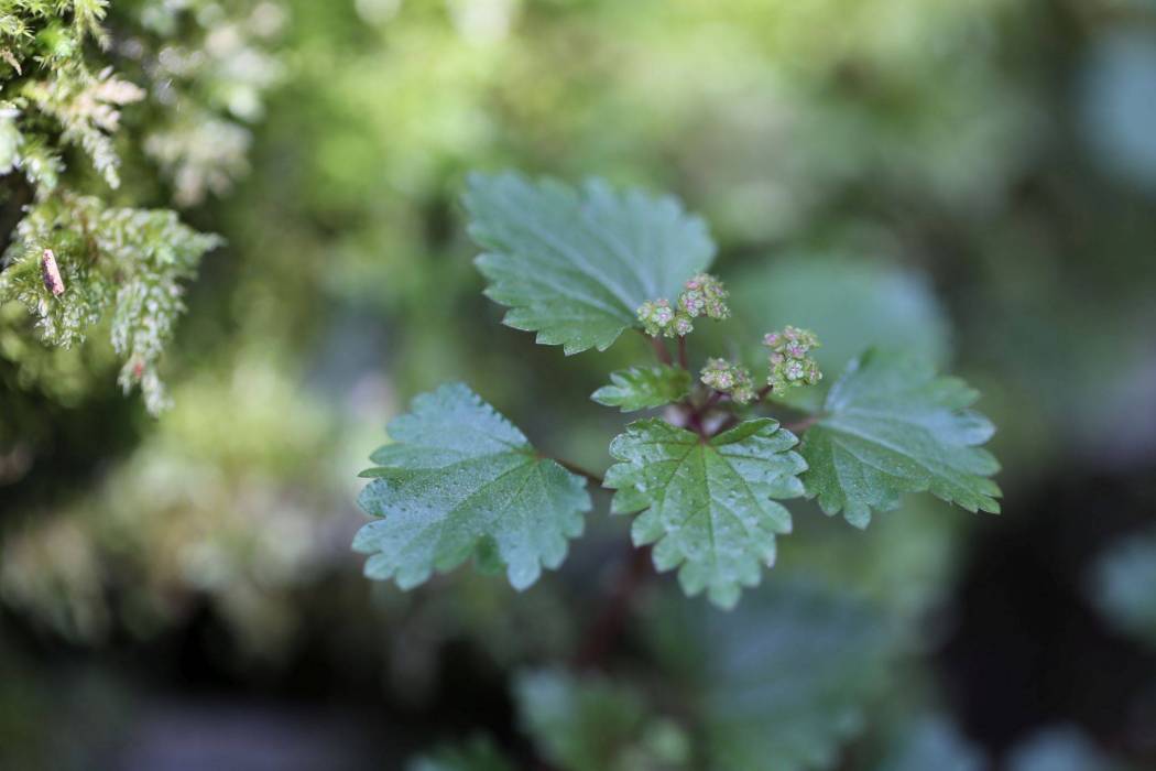 毛花點草(中藥名) 毛花點草(中藥名)