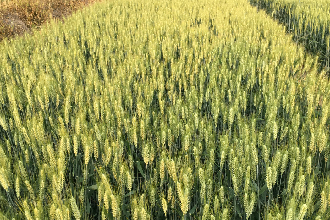 龍輻麥6號 龍輻麥6號