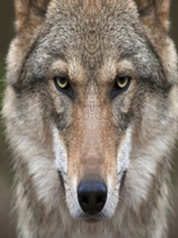 獵人與獵犬 獵人與獵犬