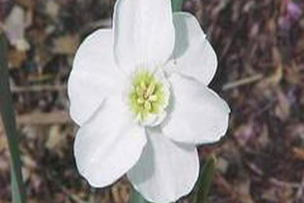 Narcissus \x27Green Pearl\x27 Narcissus \x27Green Pearl\x27