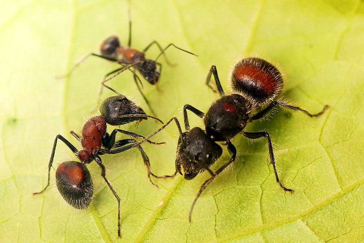 截胸弓背蟻的蟻后（右）、大型工蟻（左下）和小型工蟻（左上）
