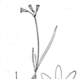 鐘花韭 鐘花韭